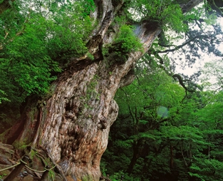 Yakushima – Yayoi-Sugi-Wanderung