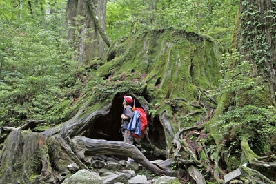 Mystischer Urwald auf Yakushima