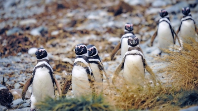 Putzige Magellanpinguine auf der Isla Magdalena