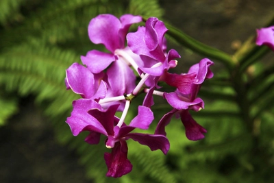 Orchidee