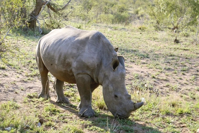 Begegnung mit einem Nashorn im Krüger-Nationalpark