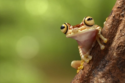 Baumfrosch im Regenwald