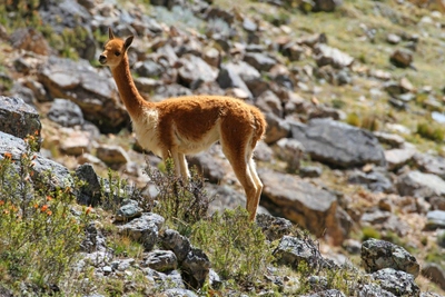 Vikunja (Vicuna)