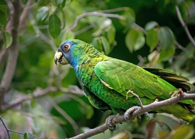 Grüner Papagei im dichten Dschungel von Dominica