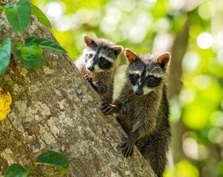 Tortuguero-Nationalpark – Besuch einer Palmenherzenfarm – Sarapiqui