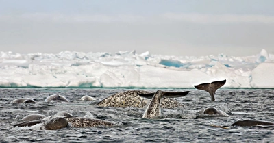 Narwale tummeln sich an der Eiskante (Floe Edge)