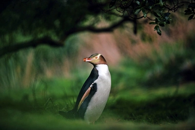 Ein Pinguin im Wald