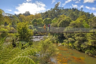Auckland – Kauaeranga Kauri Trail – Thames