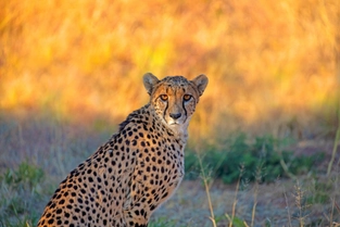 Okahandja – AfriCat