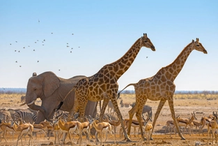Etosha-Nationalpark: Pirschfahrten