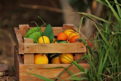 frische geerntete Orangen