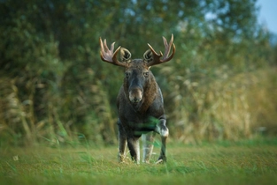 Auf Entdeckungstour im Matsalu-Nationalpark und Haapsalu