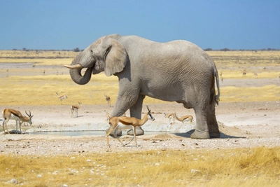 Elefant im Etosha-Nationalpark