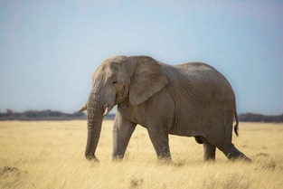 Safari im Etosha-Nationalpark