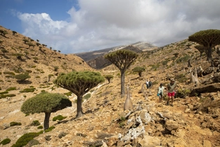 Trekking vom Wadi Da'arho zu den Drachenblutbäumen des Firmhin-Plateaus