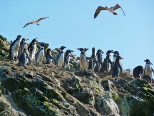 Islas Ballestas – Oase Huacachina – Nazca