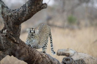 Safari im Kruger-Nationalpark