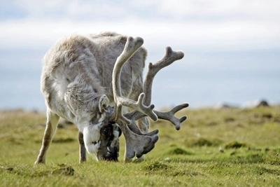 Spitzbergen-Rentier mit prachtvollem Geweih