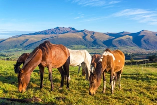 Reiten oder Wandern: Sie haben die Wahl – Fahrt nach Tigua