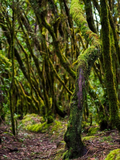 Nebelwald auf La Gomera