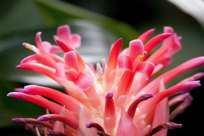 Wunderbares Blumendetail einer Coussapoa Villosa
