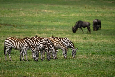 Zebras und Gnus im Ngorongoro-Krater
