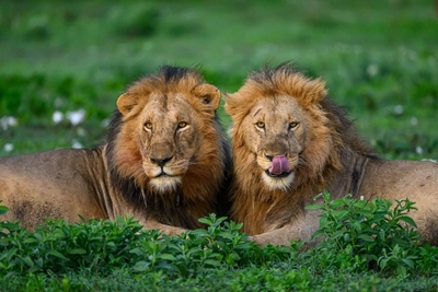 Löwen in der Ndutu-Region