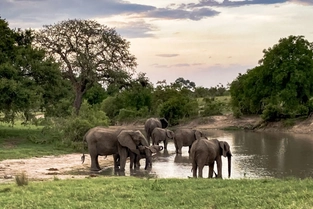Safari im Kruger-Nationalpark