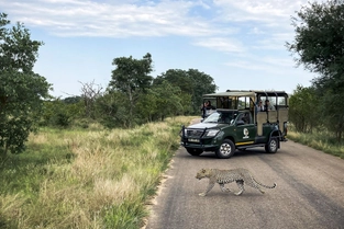 Pirschfahrt im Kruger-Nationalpark