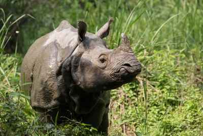 Panzernashorn im Chitwan-Nationalpark