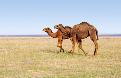 Kamele in der Steppe von Kasachstan