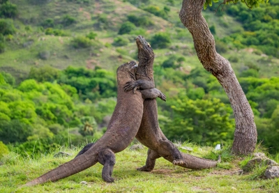 Komodowarane kämpfen gegeneinander