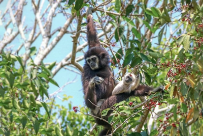 Affe im Khao-Yai-Nationalpark