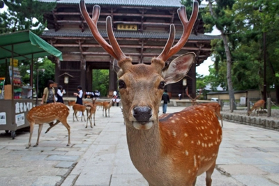 Zahmer Sika-Hirsch in Nara