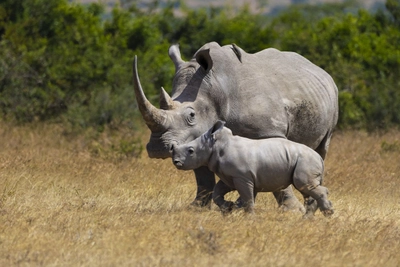 Nashorn-Safari im Solio Game Reserve