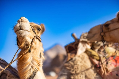 Kamele in Wadi Rum