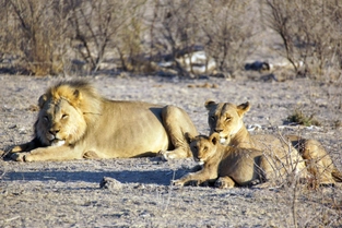 Safari im Etosha-Nationalpark