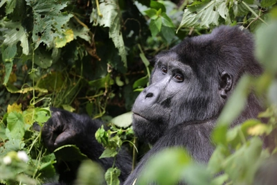 Gorillas im Bwindi-Nationalpark