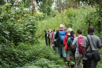 Auf dem Gorilla-Tracking unterwegs  