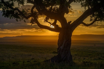 Baum im Sonnenuntergang