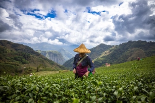 Pu-Erh – Teeplantagen von Nannuo – Xishuangbanna