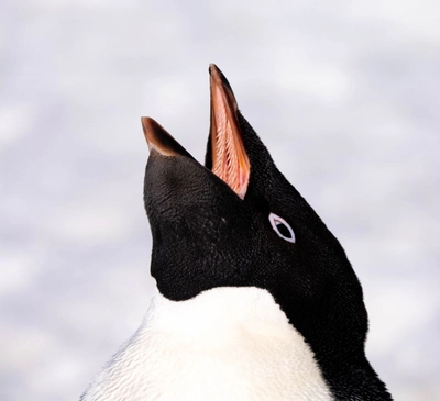 Adelie-Pinguin im Fokus
