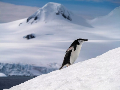 Zügelpinguin am Berg
