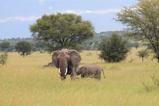 Fahrt in die Serengeti