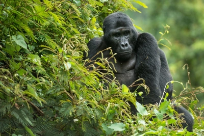 Auf Wandersafari in Uganda unterwegs