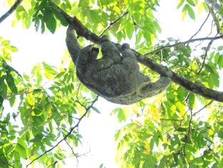San Jose – Tortuguero-Nationalpark