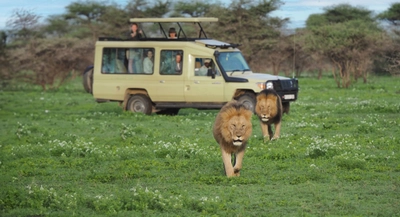 Löwenbeobachtung während Game Drive in der Serengeti