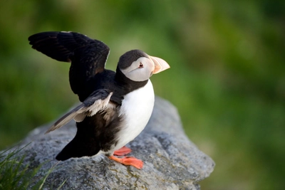 Papageitaucher im Abflug