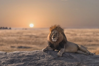 Löwe in der Serengeti