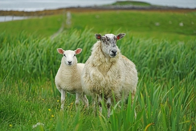 Schafe auf der Wiese